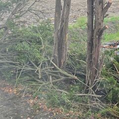 🌳木の枝🌳 差し上げます( .ˬ.)"🌷の画像