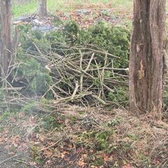 🌳木の枝🌳 差し上げます( .ˬ.)"🌷の画像