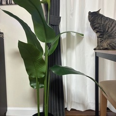 IKEA フェイクグリーンの画像