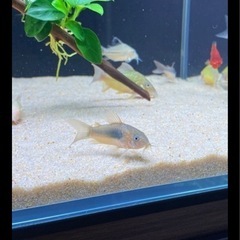 コリドラスの画像