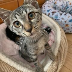 元気いっぱいちびっ子兄弟 - スウィート