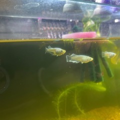 マリアージュキッシングワイドフィン　卵10個　メダカの画像