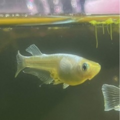 マリアージュキッシングワイドフィン　卵10個　メダカの画像