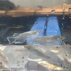 マリアージュキッシングワイドフィン　卵10個　メダカの画像