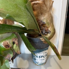 【値下げしました、最終値】 ビカクシダ観葉植 物三鉢③の画像