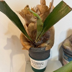 【値下げしました、最終値】 ビカクシダ観葉植 物三鉢③の画像