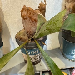 【値下げしました、最終値】 ビカクシダ観葉植 物三鉢③の画像