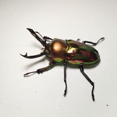 特価　ギネスレコード血統ニジイロクワガタ♂♀ペア　完品の画像