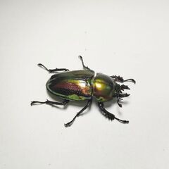 特価　ギネスレコード血統ニジイロクワガタ♂♀ペア　完品の画像