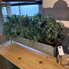 ブリキ缶　プラントセットの画像