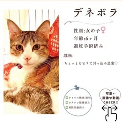 11/16(日)10:30〜保護猫の譲渡会【ぬくもりの館】⑤大刀洗町