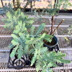 常緑樹　ミモザアカシア　銀葉アカシア3鉢セットの画像