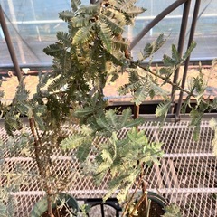 常緑樹　ミモザアカシア　銀葉アカシア3鉢セットの画像