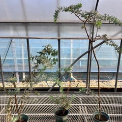 常緑樹　ミモザアカシア　銀葉アカシア3鉢セットの画像