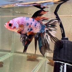 ⑰ベタ ギャラクシー デルタオス(訳あり)の画像