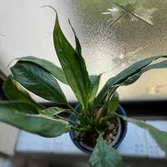 スパティフィラム　斑入り　土植え　の画像