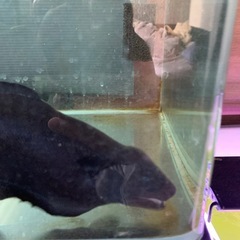 ブラックゴーストの画像