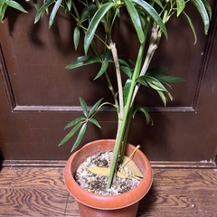 シェフレラアングスティフォリアの画像