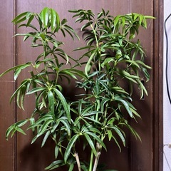 シェフレラアングスティフォリアの画像