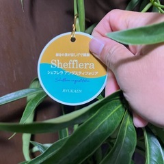 シェフレラアングスティフォリアの画像