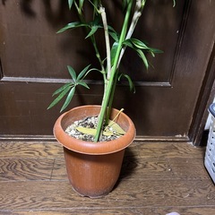 シェフレラアングスティフォリアの画像