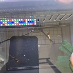 メダカ　金閣爆卵中個体の画像