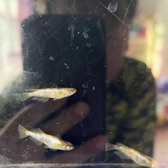 メダカ　金閣爆卵中個体の画像