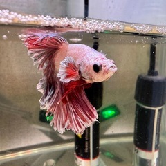 ⑱ベタ ファンシーフェザーオスの画像