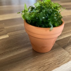 モスファンの画像