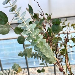 常緑樹ユーカリ5鉢セットの画像