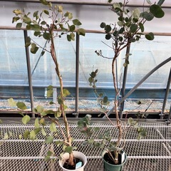 常緑樹ユーカリ5鉢セットの画像