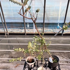 常緑樹ユーカリ5鉢セットの画像