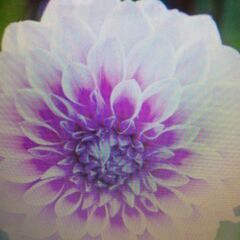 Emperor  dahlia  皇帝ダリア1輪指しの画像