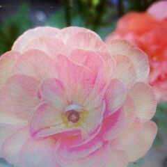 Emperor  dahlia  皇帝ダリア1輪指しの画像