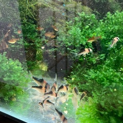 コリドラスデュプリカレウスの画像