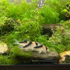 コリドラスデュプリカレウスの画像