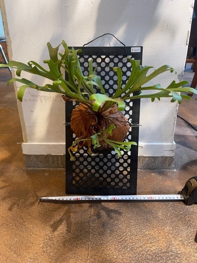 p.sリドレイ　ビカクシダ　コウモリラン