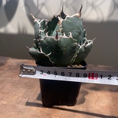 アガベ　ビカクシダ　白鯨
の画像