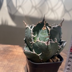 アガベ　ビカクシダ　白鯨
の画像