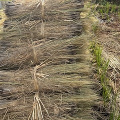 2025年　稲藁　はぜ干し　10束約4㎏　藁　自然乾燥　の画像