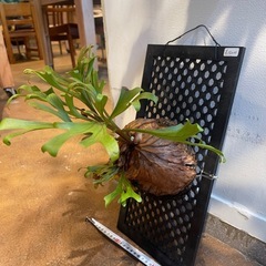 p.sリドレイ　ビカクシダ　コウモリランの画像