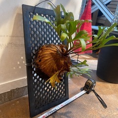 p.sリドレイ　ビカクシダ　コウモリランの画像