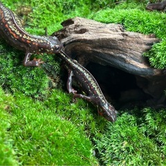 沖縄シリケンイモリの画像