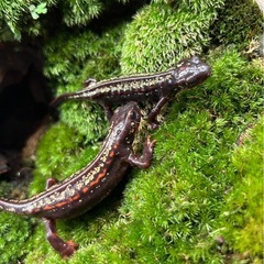 沖縄シリケンイモリの画像