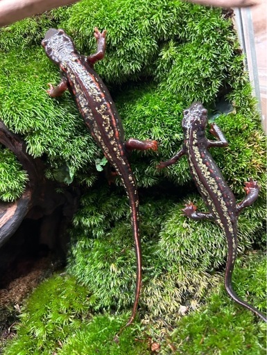 沖縄シリケンイモリ