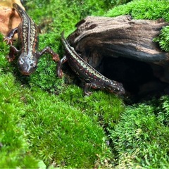 沖縄シリケンイモリの画像