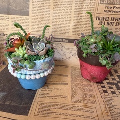 11/15 荻窪の無印良品ではじめての多肉寄せ植え体験 ～小さな...