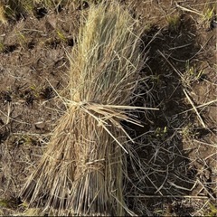 2025年　稲藁　はぜ干し　10束約4㎏　藁　自然乾燥　の画像