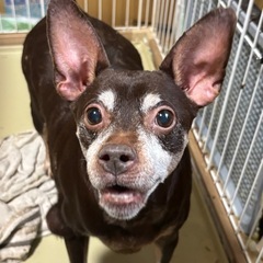 急遽！里親募集です