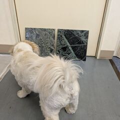 大理石タイル　30cm×30cm　2枚差し上げます。の画像